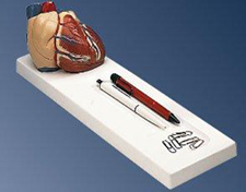 Heart Gift Pharmaceutical and Anatomical Model Gifts